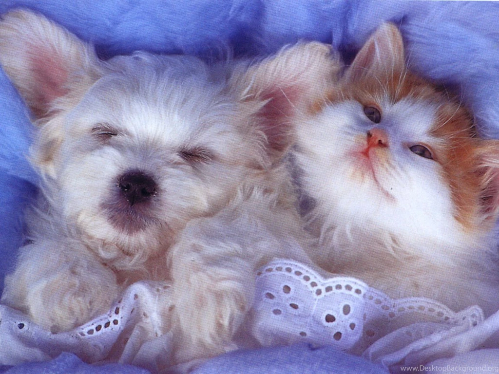 Dog Wallpapers For Desktop Dog Wallpapers