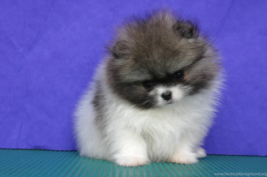 Cute Pet Animals Images Wallpapers HD Wide