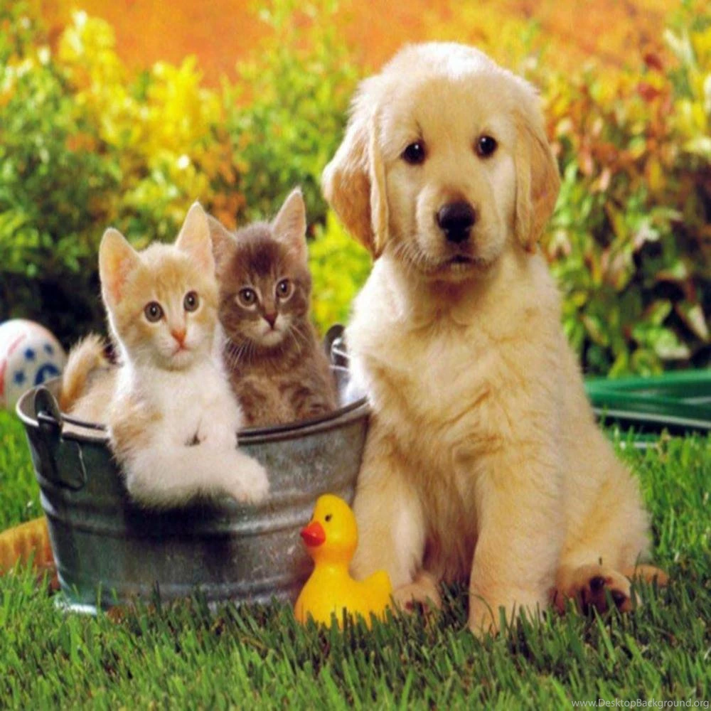 Cute Dog And Cat Wallpapers Animal Wallpapers 2403 Ilikewalls Com ...