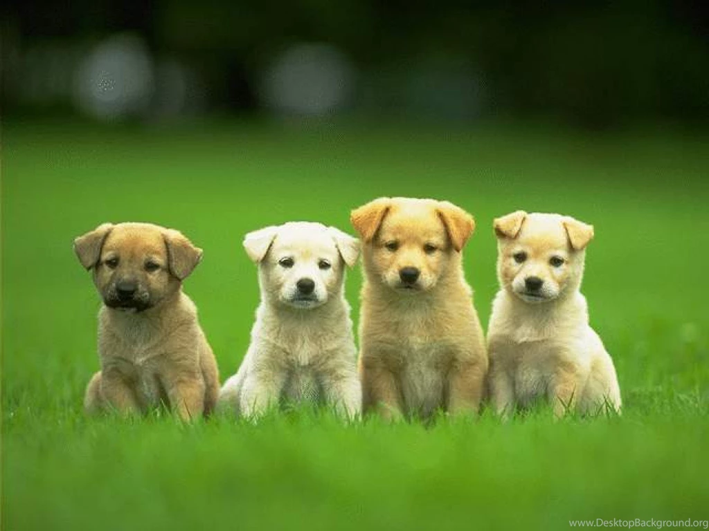 Cute, And, Funny, Puppies, Small, Dog, Animals, Dogs, Widescreen ...