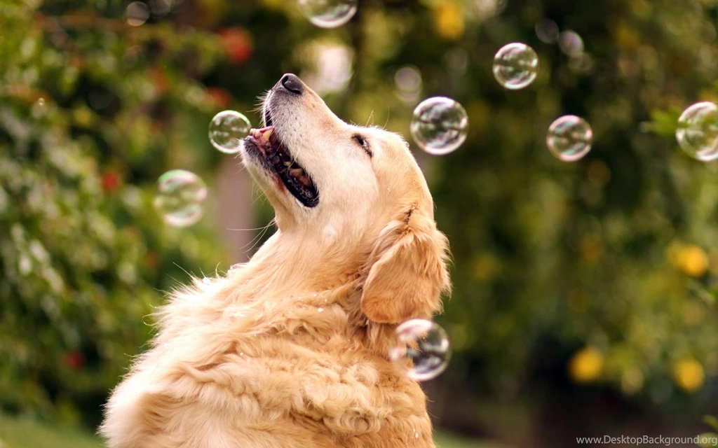 1920x1200 Dog Soap Bubbles Wallpapers