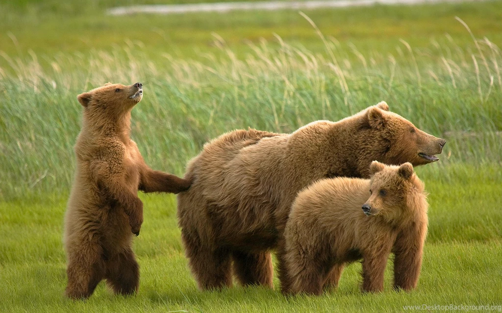 Beautiful Bear And Family Wallpapers Desktop Wallpapers
