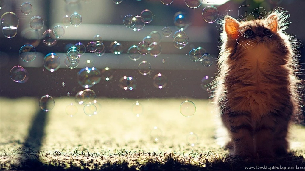 Cat_Soap_Bubble Animal_World_Wallpaper_1366x768.jpg