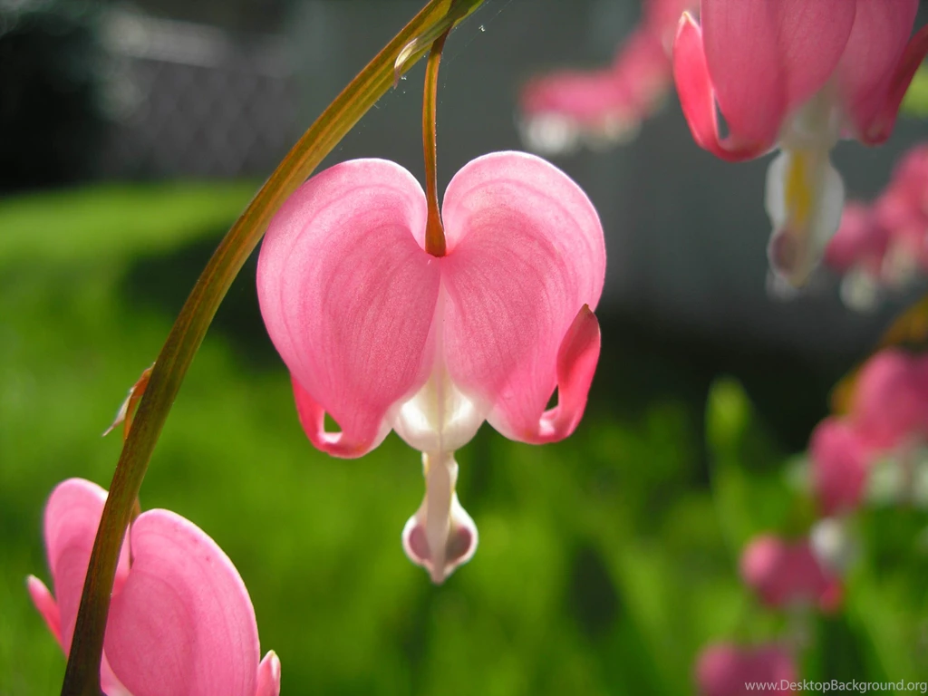 Bleeding Heart Flowers HD Wallpapers
