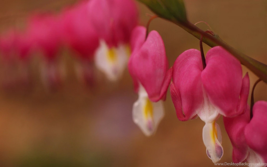 Bleeding Heart Wallpapers HD