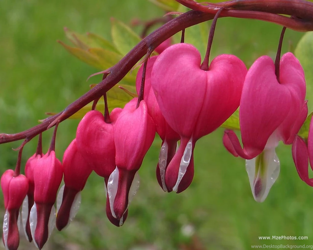 Bleeding heart 1280x1024.jpg
