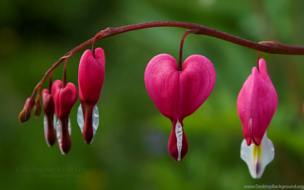 A Backpacker's Life: Photography: Bleeding Heart