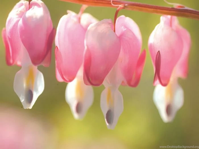 Bleeding Heart Flowers Wallpapers (1920+1600 ) 6 Wallcoo.net