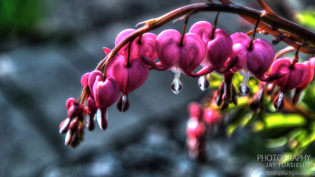 Bleeding Heart 9 18 2014 Wallpaper Backgrounds