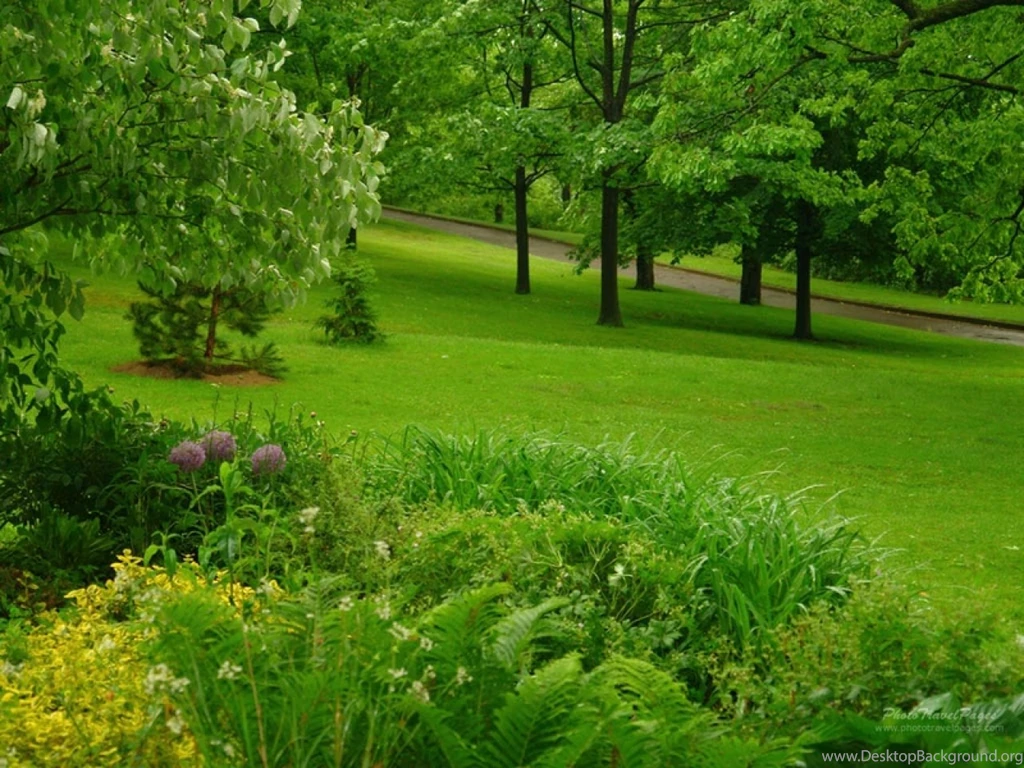 Gardens Wallpaper: Green Forest Wallpapers Colors Wallpapers ...