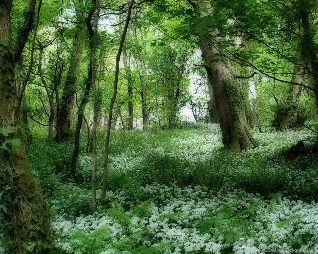 Green Forests 7 Free Hd Wallpapers Hdnaturewall.com