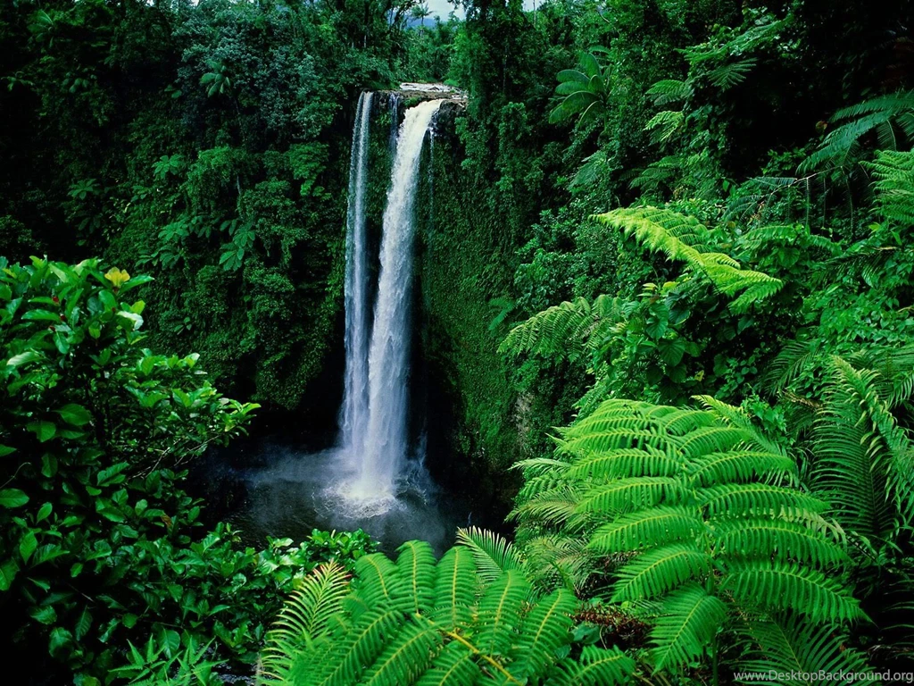 Forest With Waterfalls HD Wallpapers – Green Forest With ...