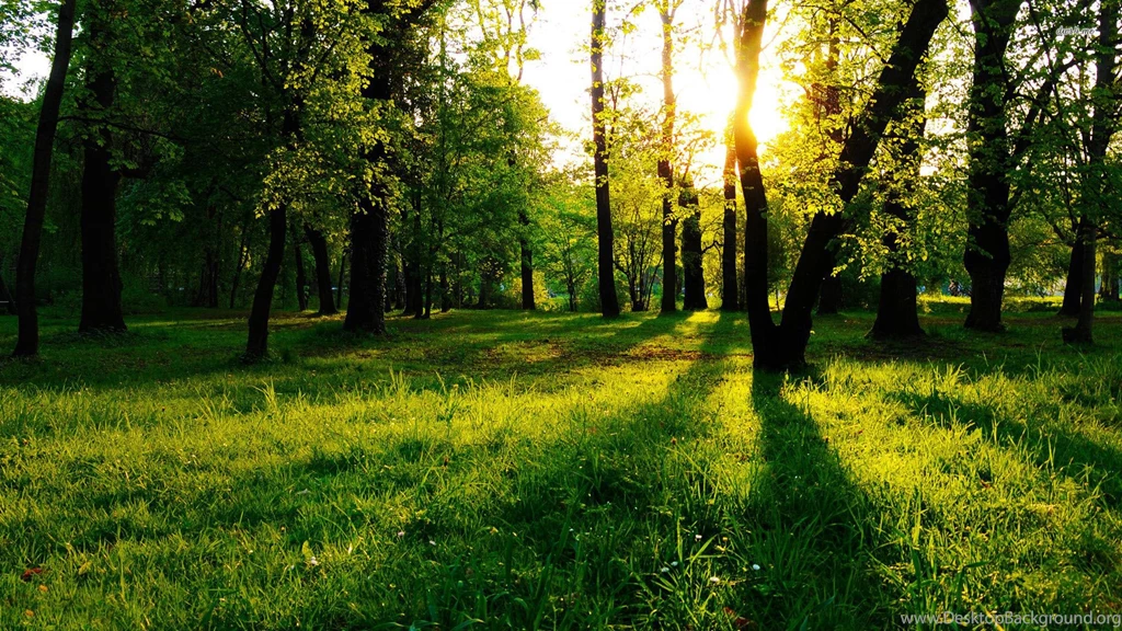 Sunrise Beyond The Green Forest Wallpapers Nature Wallpapers