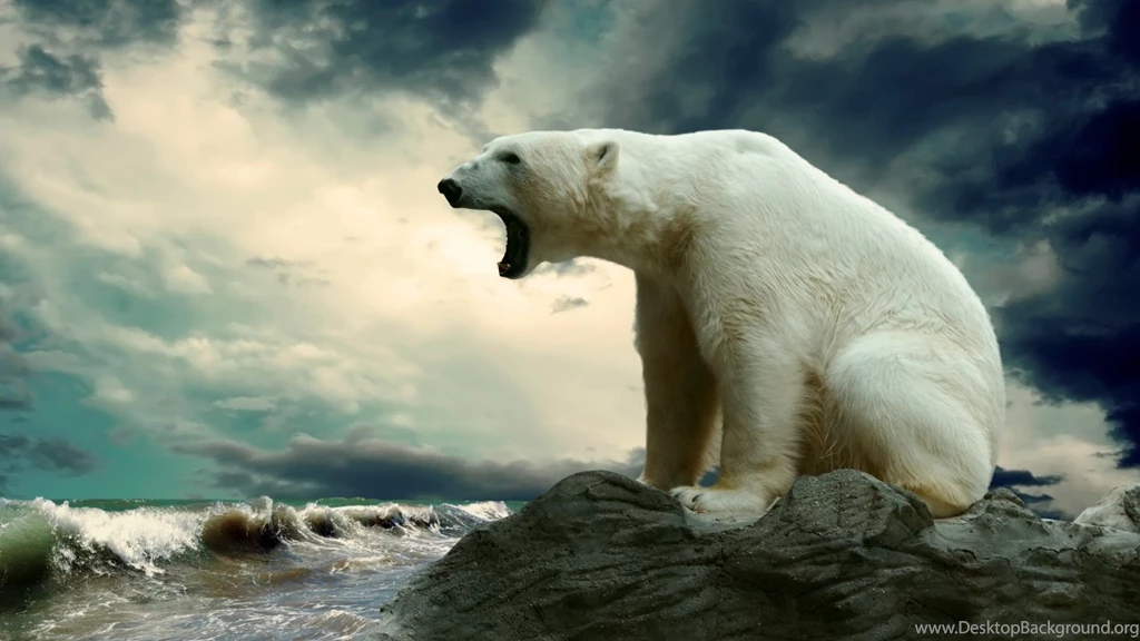 1280x720 Polar Bear Hd Wallpapers