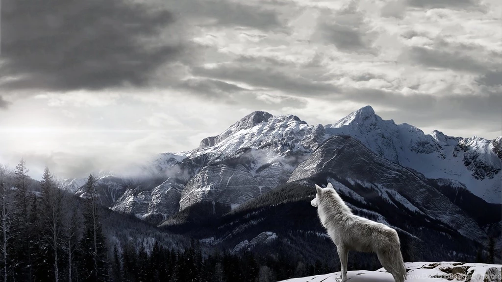 1280x720 Mountains Gray Wolf Wallpapers