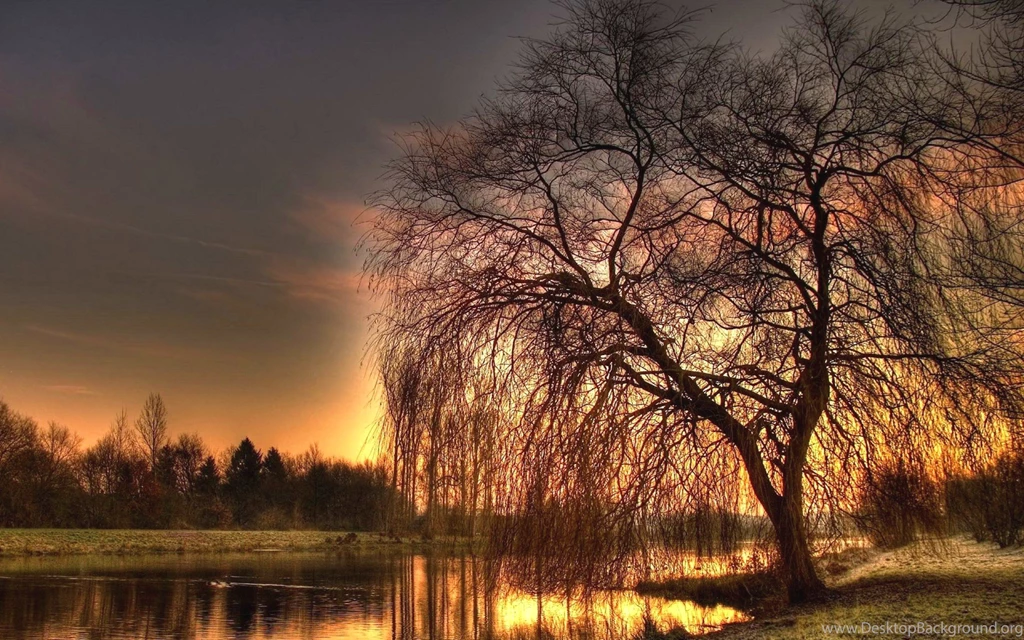 Willow Tree, 2560x1600 HD Wallpapers And FREE Stock Photo
