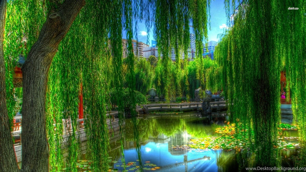 Willow Next To The Pond Wallpapers Nature Wallpapers