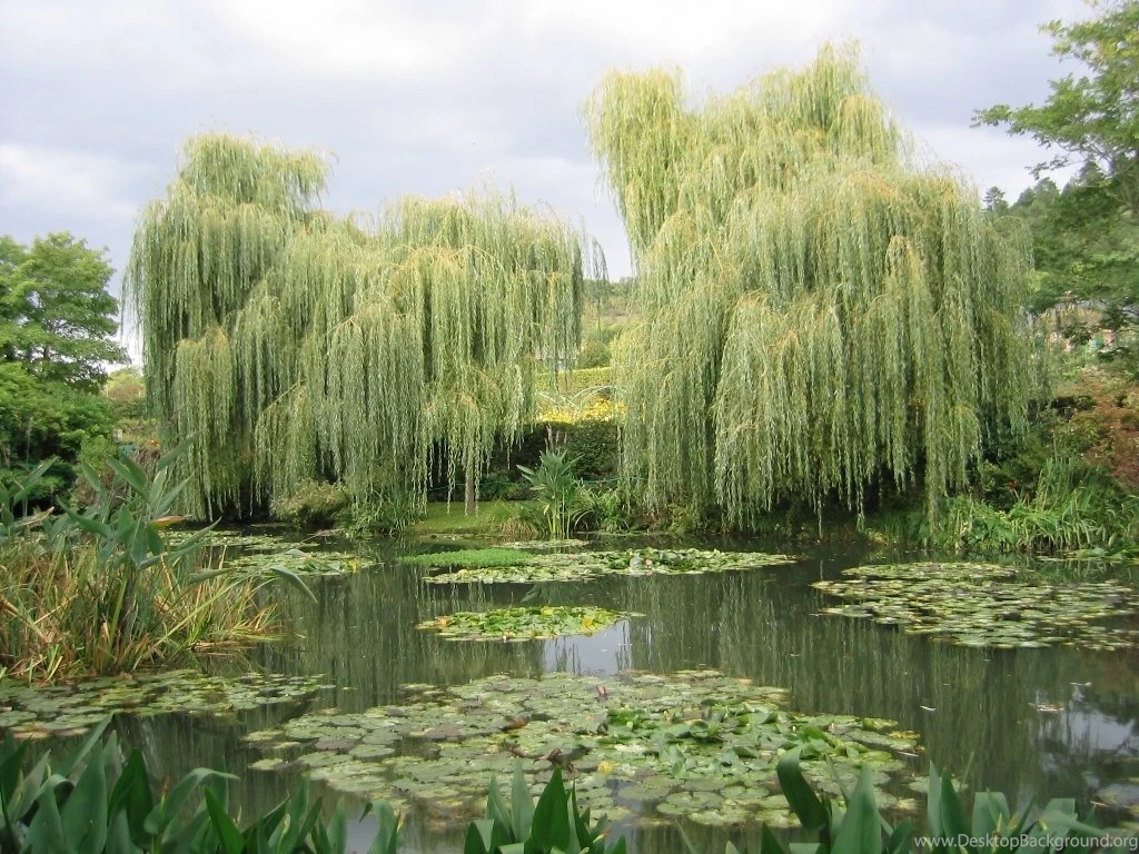 Willow Trees