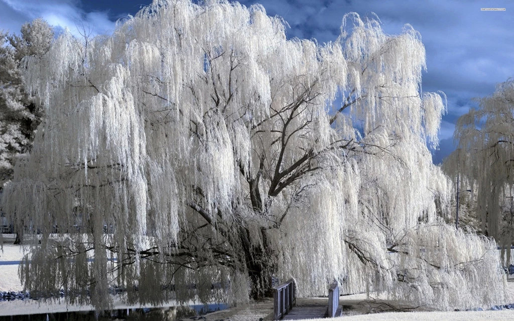 Snowy Weeping Willow Wallpapers