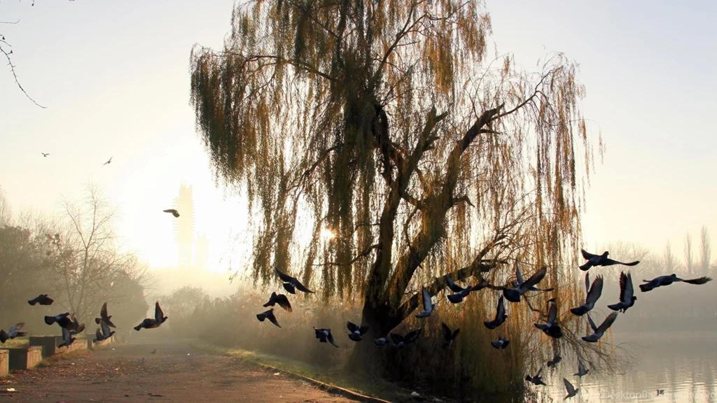 Doves Flying By A Weeping Willow >> HD Wallpaper, Get It Now!