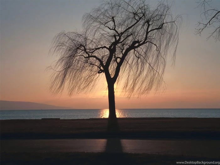 Willow Tree: Pictures, Images, Photos Of Willows