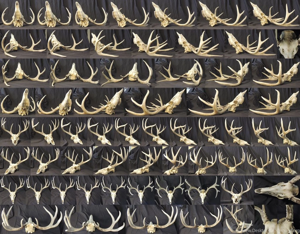 Different Angles Of A Deer Skull By XeiArt On DeviantArt