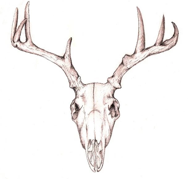 Jestingstock.com Deer Skull Image