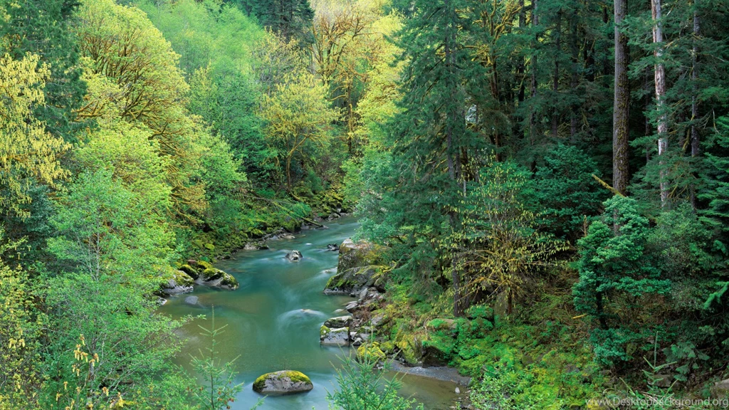Wallpapers Forest Description Spring In Siskiyou National Oregon ...