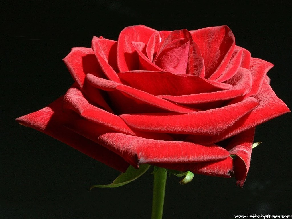 Desktop Wallpapers » Flowers Backgrounds » Pure Red Rose » Www ...