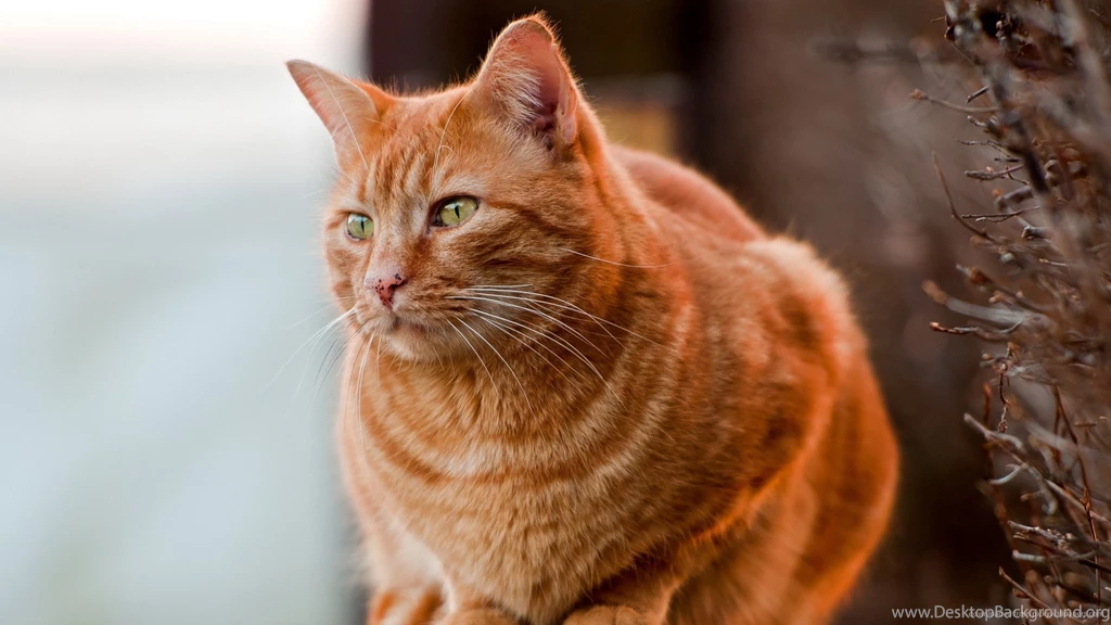Download 1920x1080 Pure Red Cat Wallpapers
