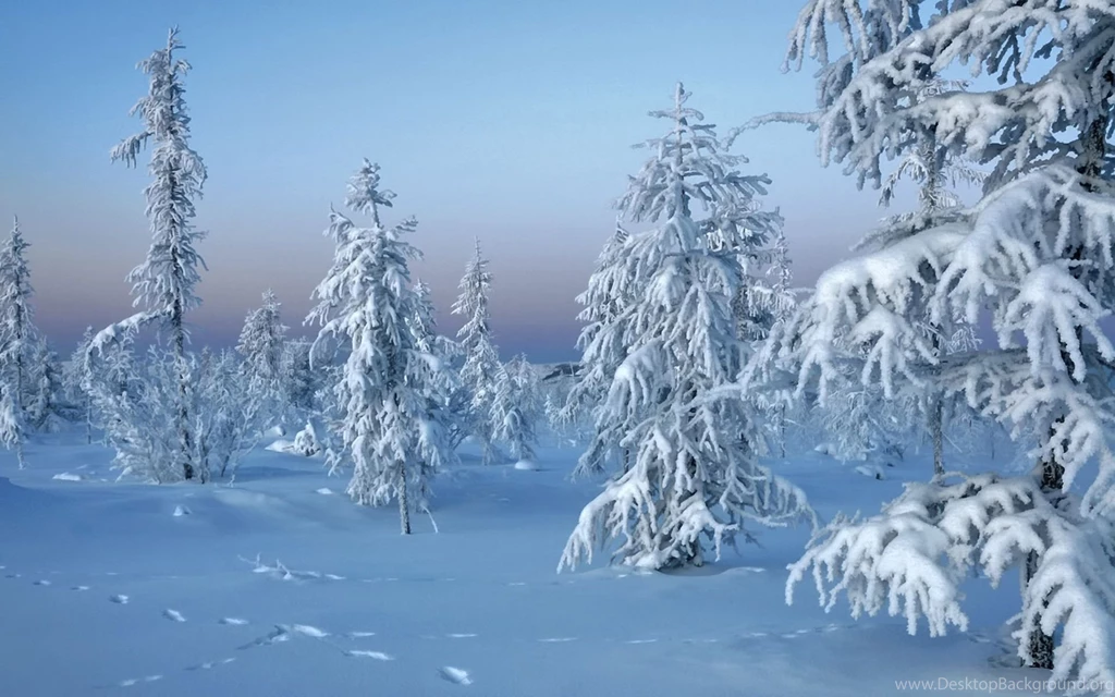 Frozen Trees Wallpapers