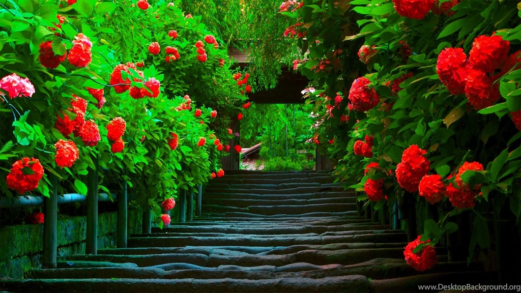 Excellent Wooden Pathway Wallpapers