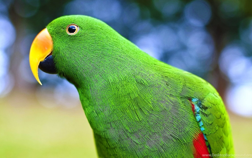 Green Parrot Most Beautiful HD Wallpapers