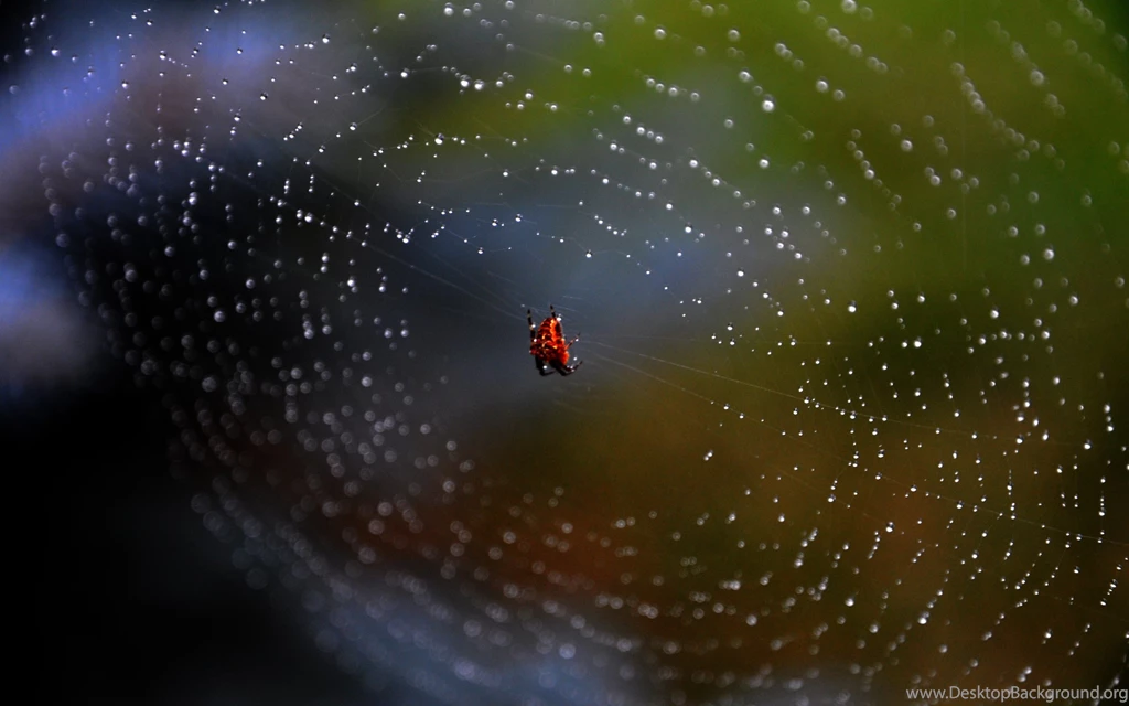 21 Excellent HD Spider Web Wallpapers   HDWallSource.com