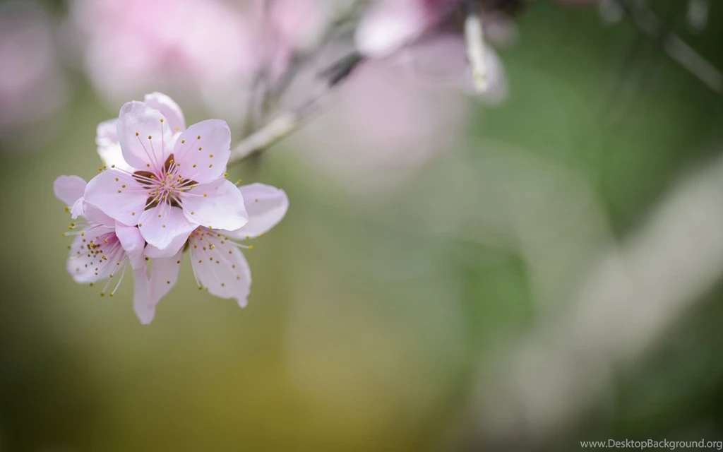 Jeffrey Friedl's Blog » Revisiting The Ryouanji Temple's Cherry ...