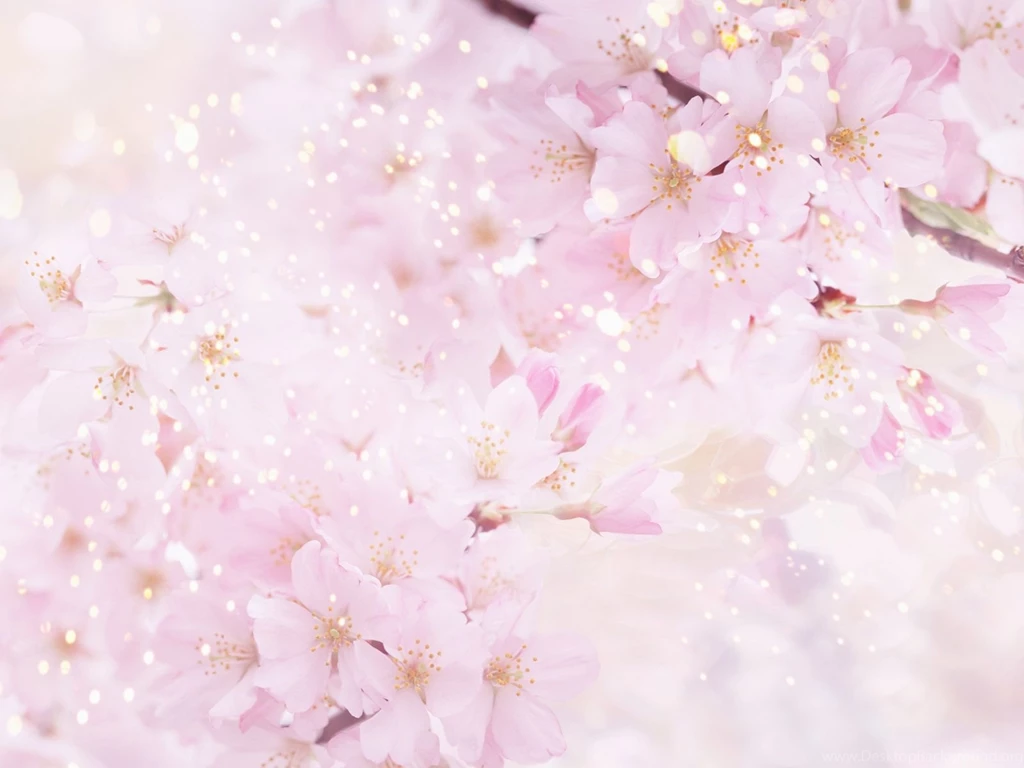 Cherry Blossom Wallpapers Wallpapers Cave
