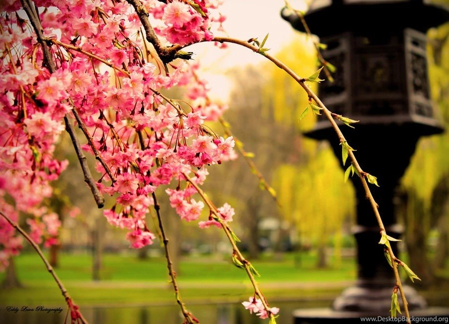 Download Japan Cherry Wallpapers 900x651