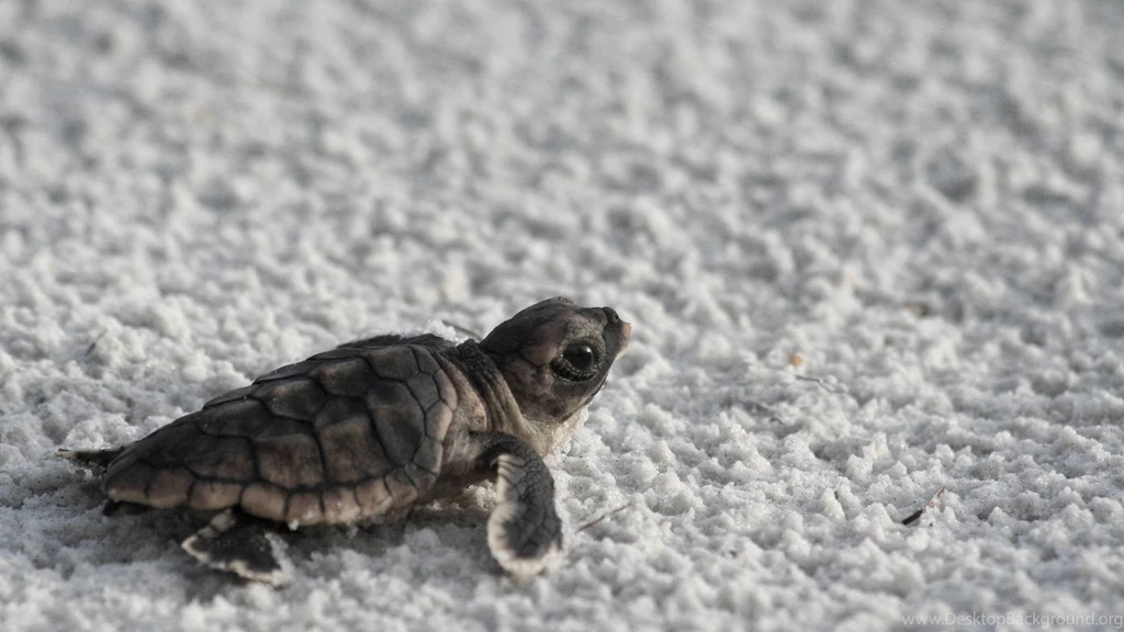 Jestingstock.com Cute Baby Sea Turtle Wallpapers