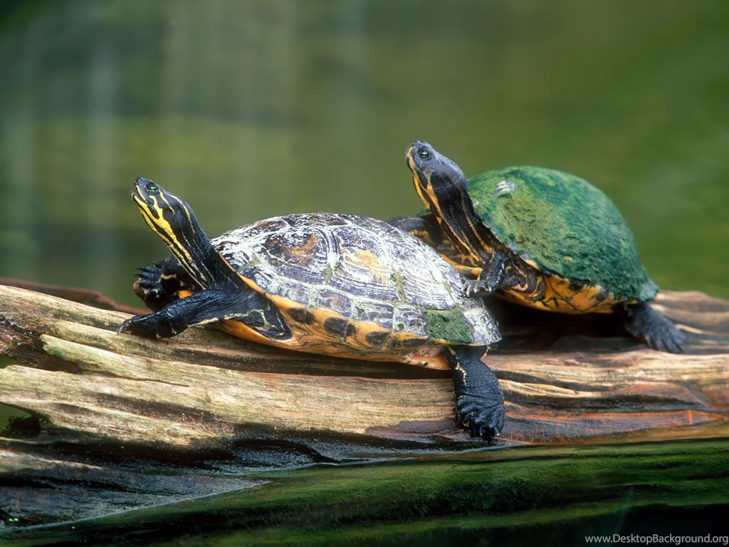 Turtle Pictures Land Abd Sea Turtle Wallpapers