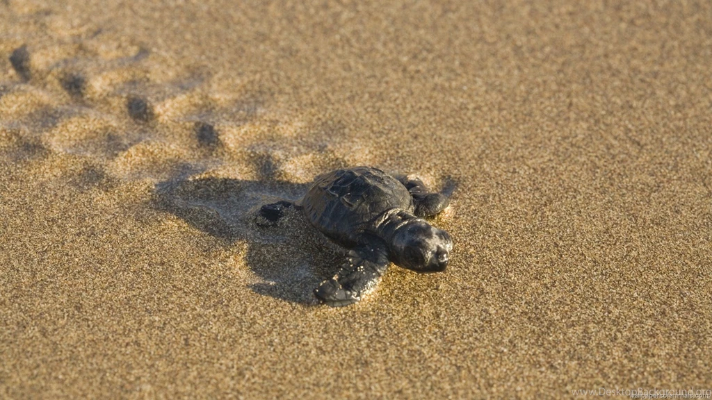 Baby Turtle 1457535