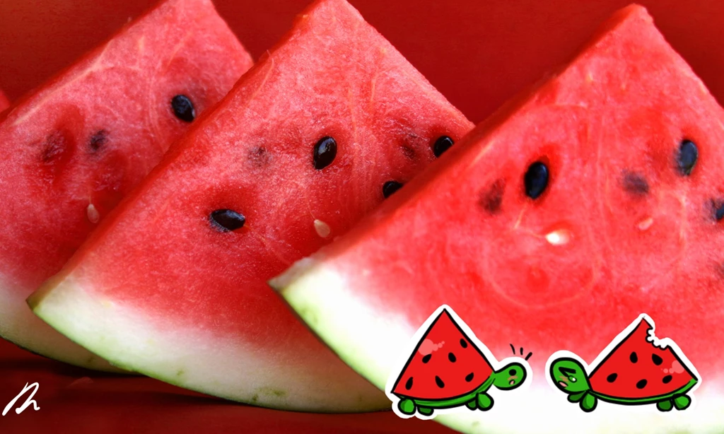 Watermelon Turtles Wallpapers By StarValerian On DeviantArt