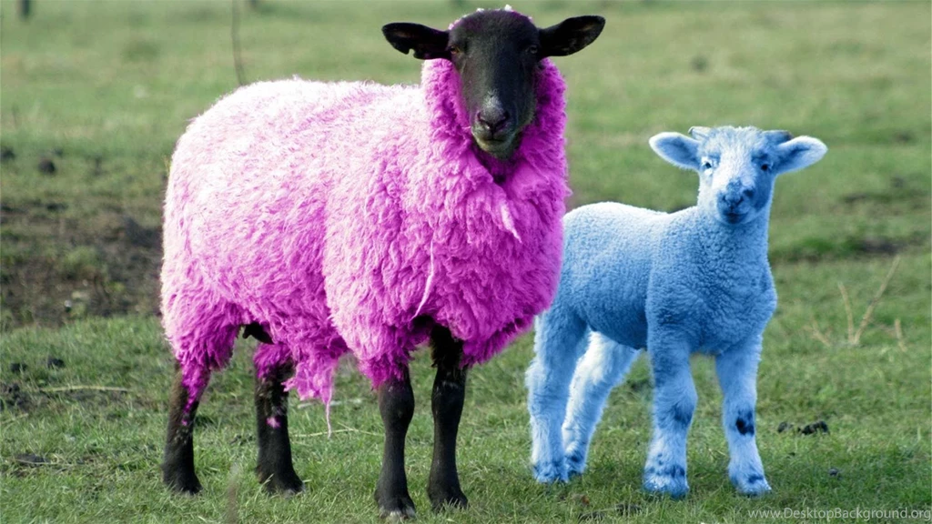Really Funny Pics Wallpapers HD 1920x1080
