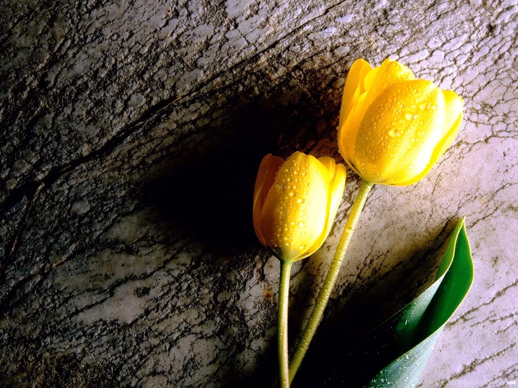 Free Flower Desktop Wallpaper: Beautiful By Free Download Best HD ...