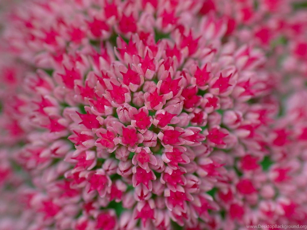 Nature Flowers Wallpapers For Desktop Wallpapers High Definition