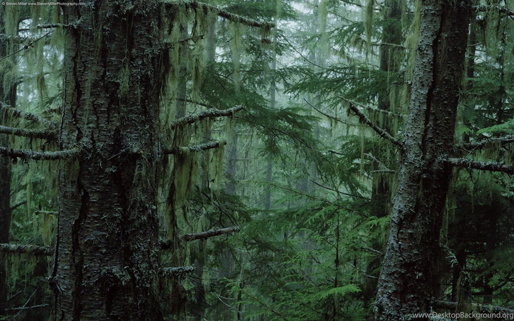 Widescreen, Forest, Air, Fresh, National, Wallpaper, Backgrounds ...