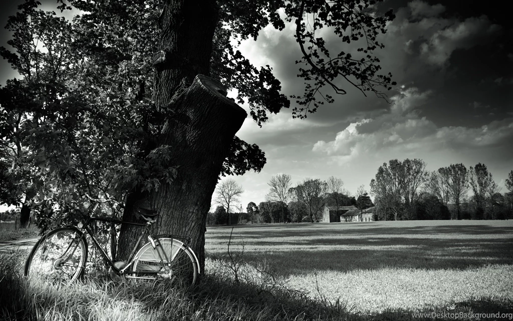 Black And White, Nature, Trees, Forest, Bicycles, Monochrome, HDR ...