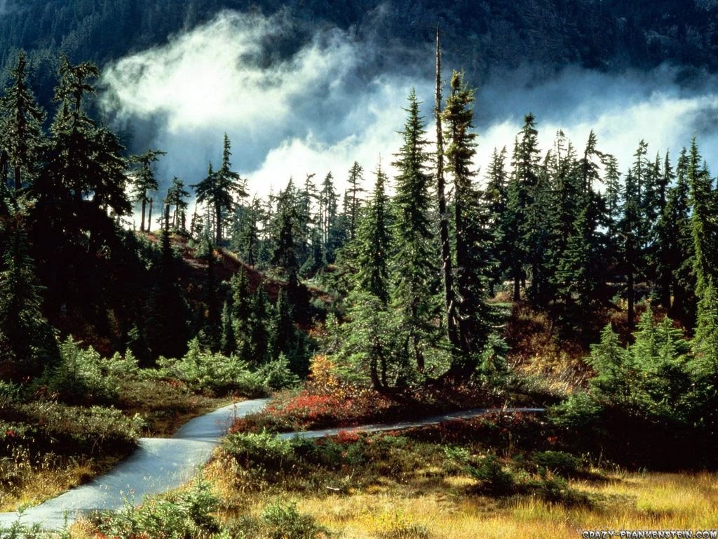 Forest Wallpapers   Page 3   Nature Wallpapers   Crazy Frankenstein