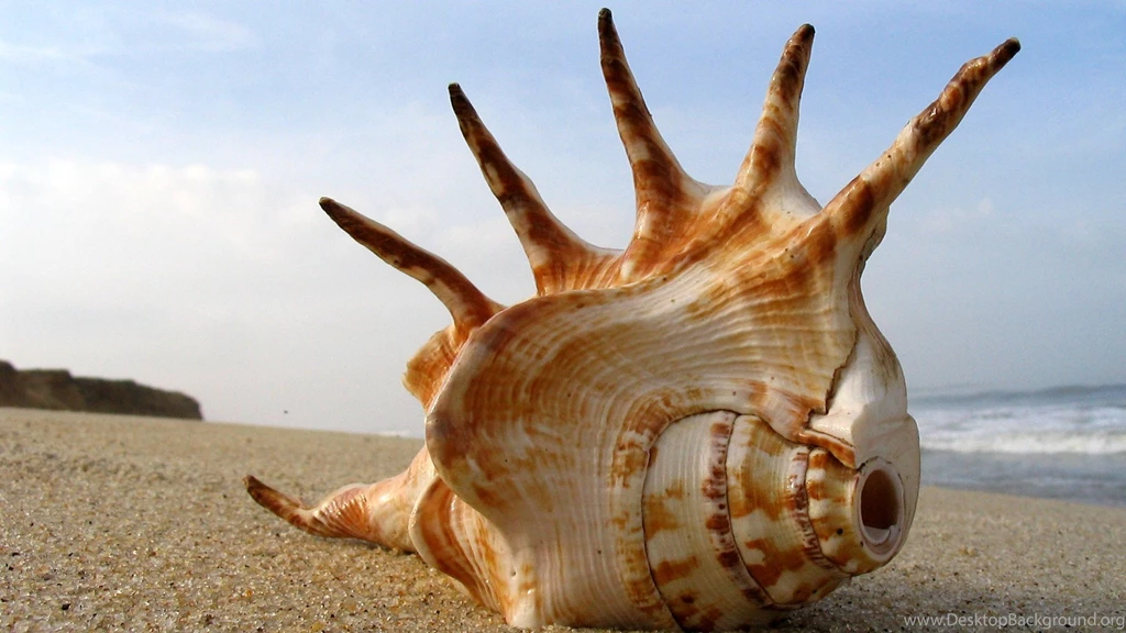 Download The Sea Shell Mohawk Wallpaper, Sea Shell Mohawk iPhone ...
