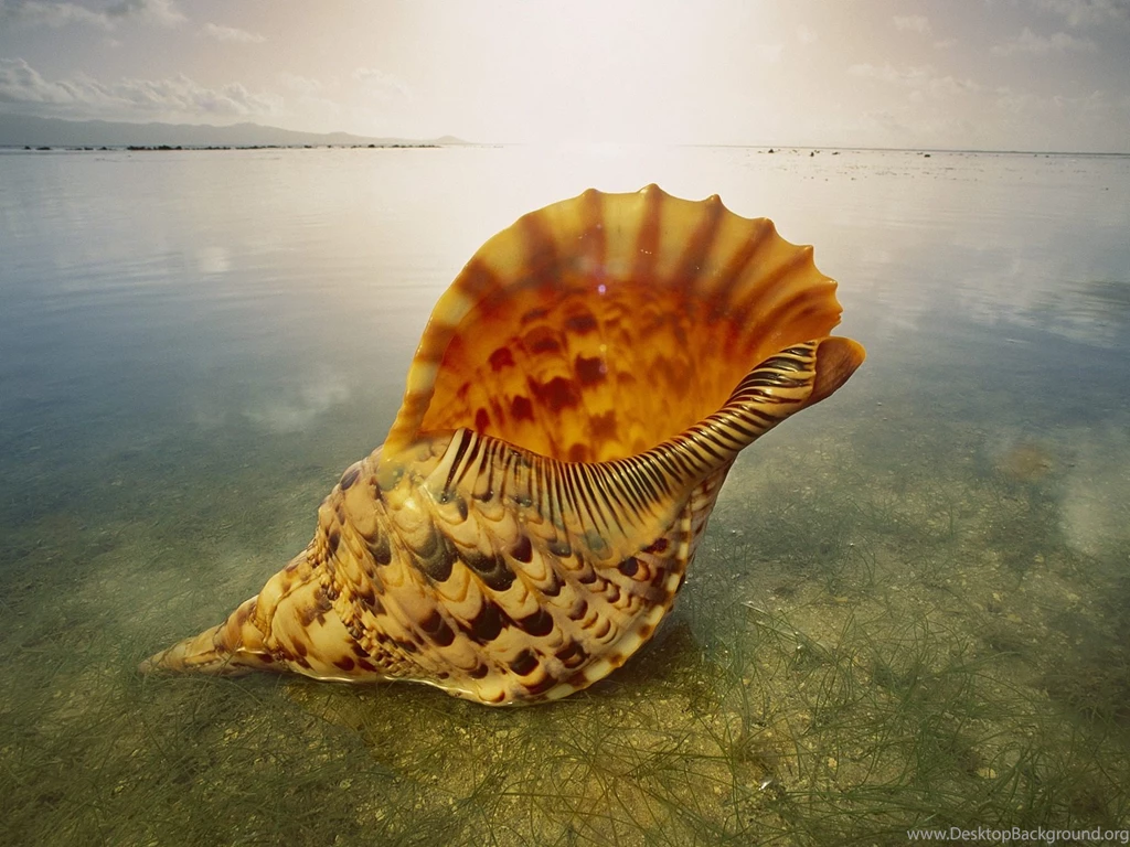 Seashell Wallpapers And Images   Wallpapers, Pictures, Photos