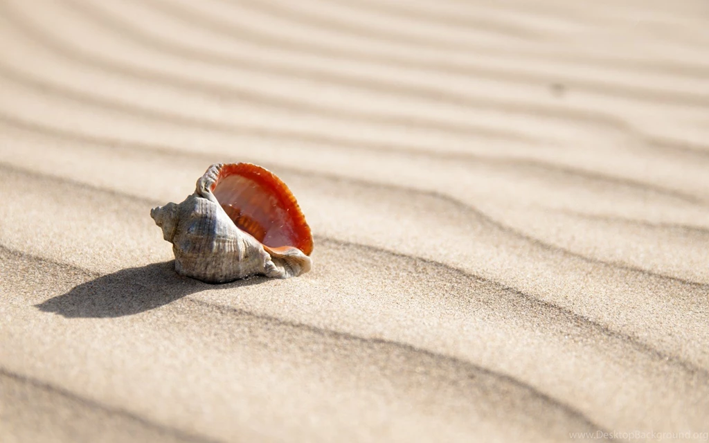 Summer Sand On Seashell Wallpapers 1680x1050 259575
